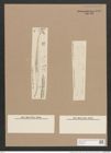 Pleurosigma tenuirostre Grun. (de-Toni-Nr.: Genus 13, Species 1061) Zeichnungen Sammlung Grunow Nr. 1908 (NHMW-BOT-W0369031)